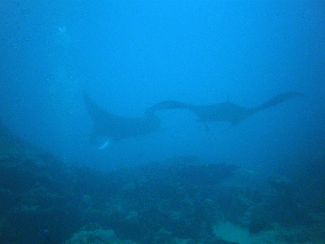 swimming so low we could touch them if we stretch hard enough