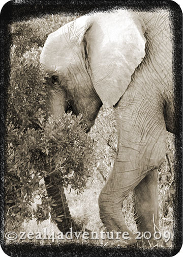 elephant