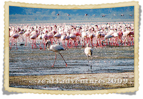 flamingoes-3