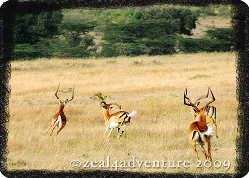 running-gazelles