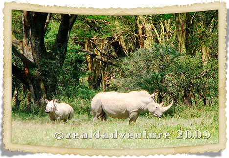 white-rhinos
