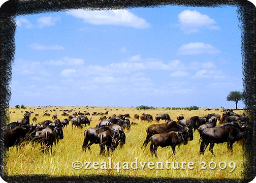 wildebeests