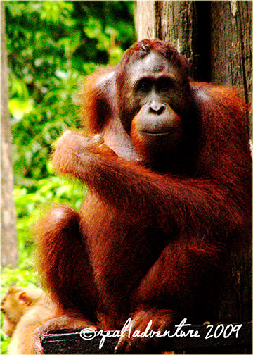 orangutan
