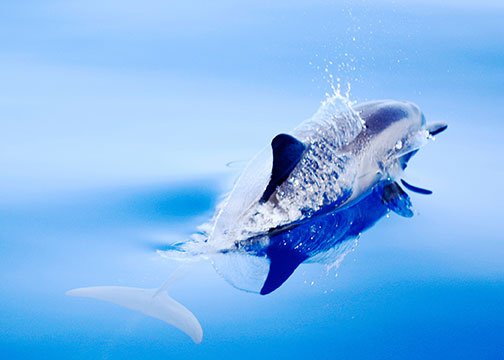 dolphin-leap