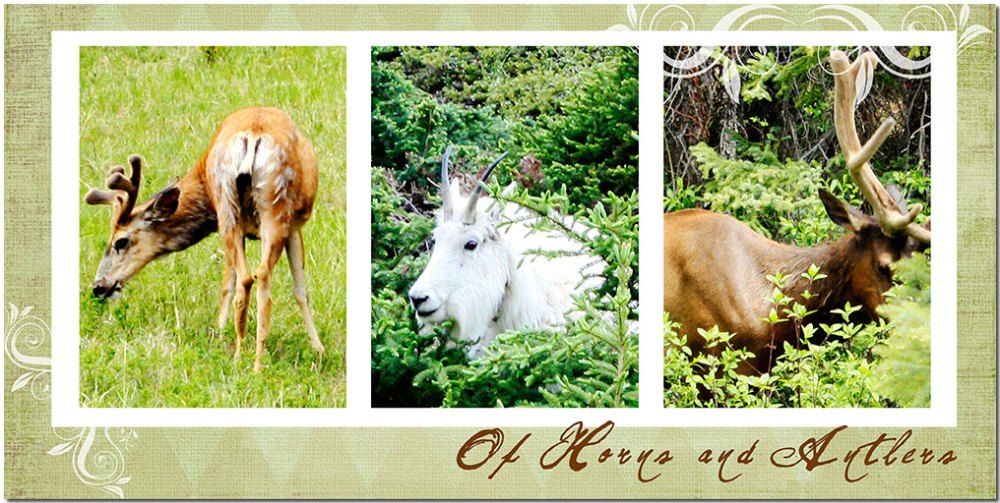 Of-Horns-and-Antlers