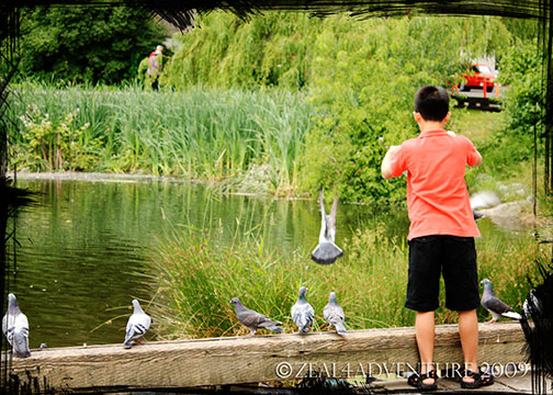 feeding-the-pigeons-2