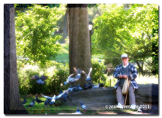 feeding-the-pigeons