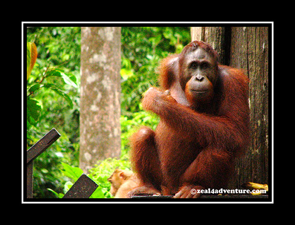 orangutan