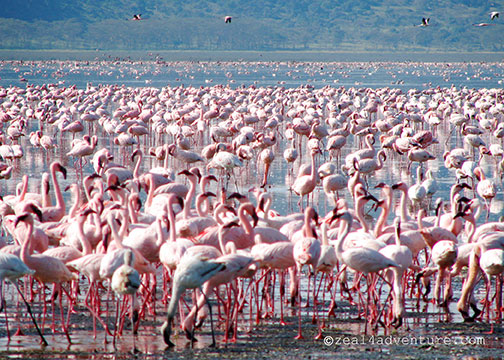 flamingos