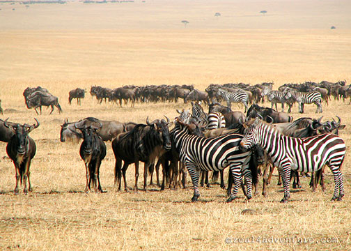 masai-mara