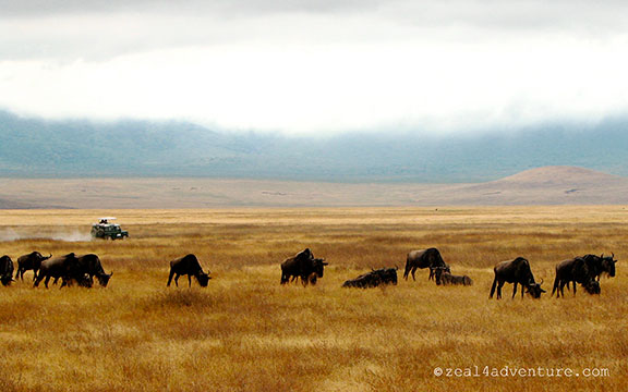 ngorongoro