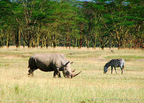 rhino-and-zebra