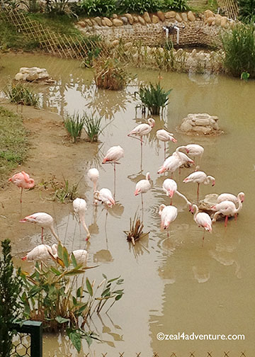 Flamingoes