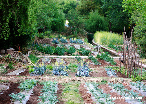shuhe-vegetable-garden