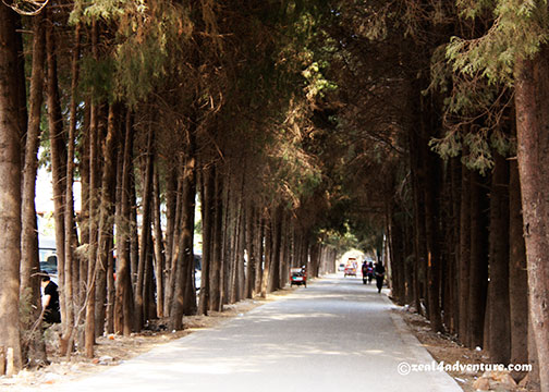 tree-lined-street