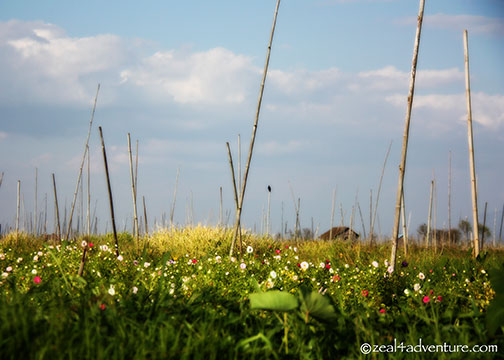 flower-floating-farm