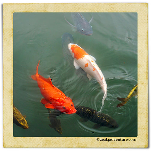 koi-and-tilapia-together
